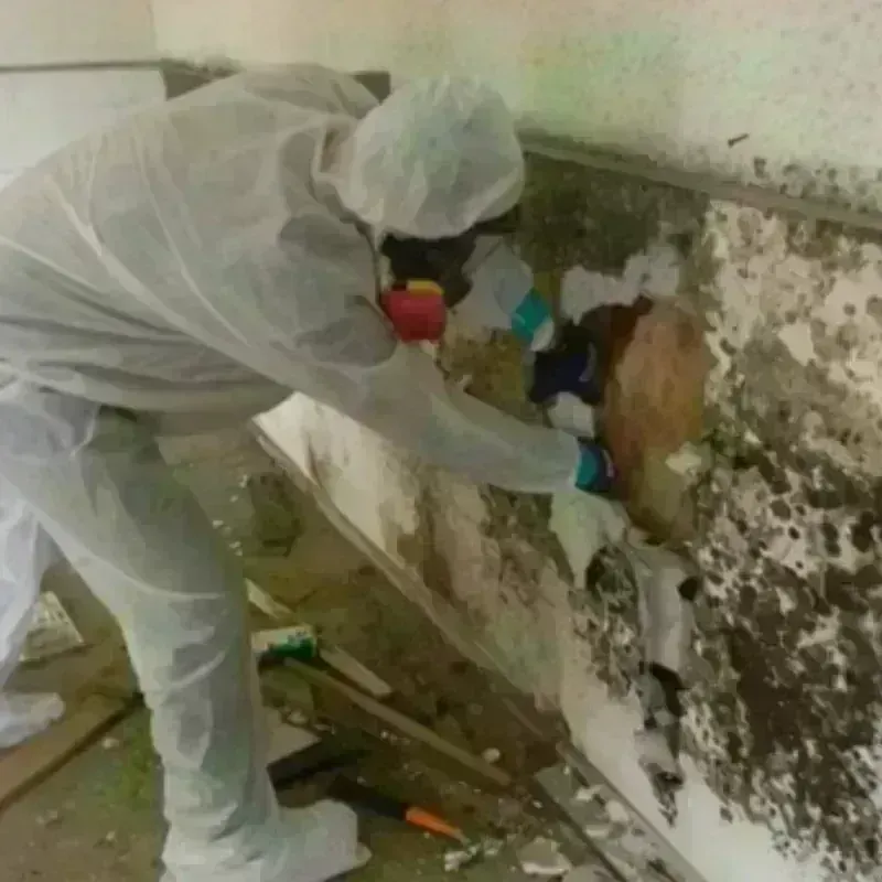 Best Mold Remediation and Removal Service in Garden County, NE